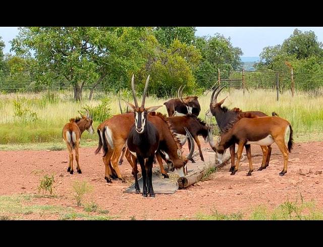 FARM FOR SALE IN BRONKHORSTSPRUIT RURAL